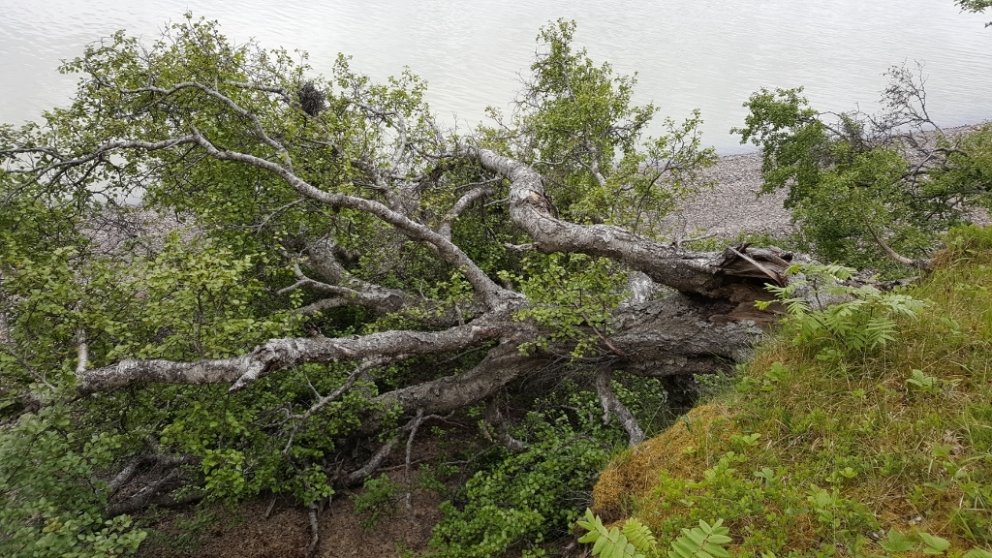 Þegar forstöðumenn stofnana umhverfis- og auðlindaráðuneytisins gengu um Gatnaskóg í síðustu viku ko…