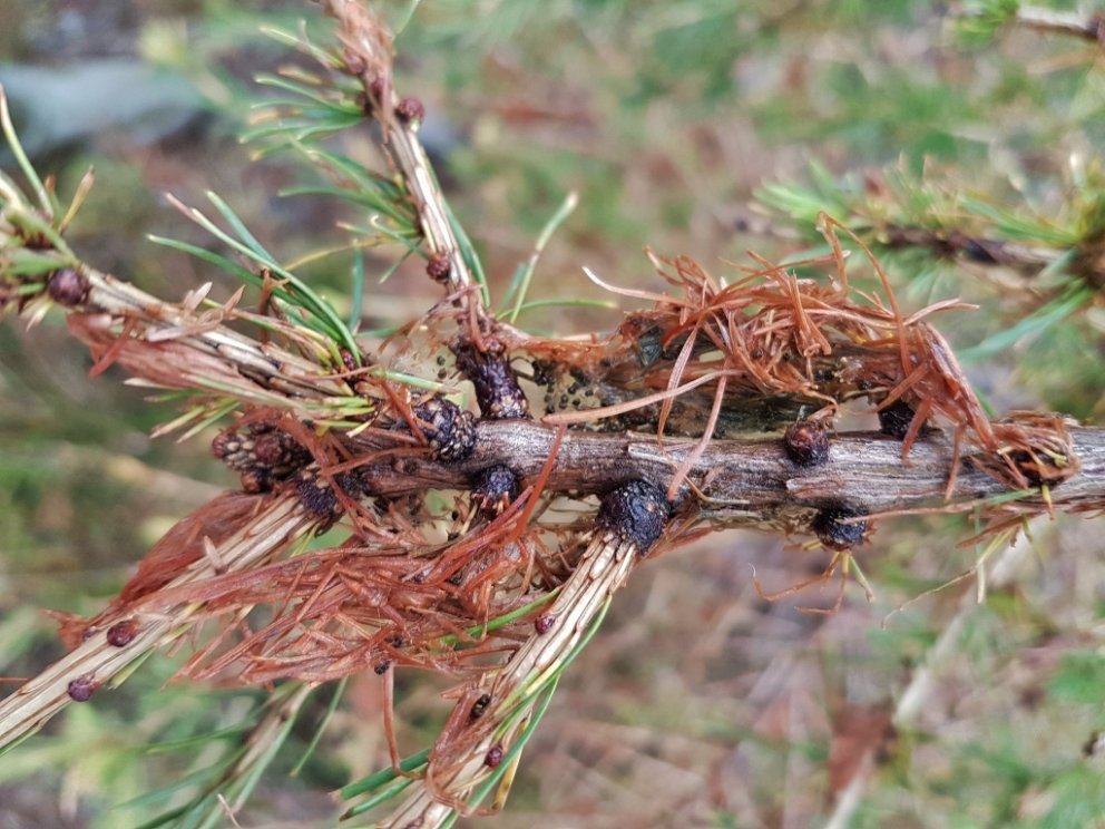 Lirfur barrvefara spinna spunahjúp utan um barrnálarnar og éta þær frá oddi inn að rótum. Þegar fæða…