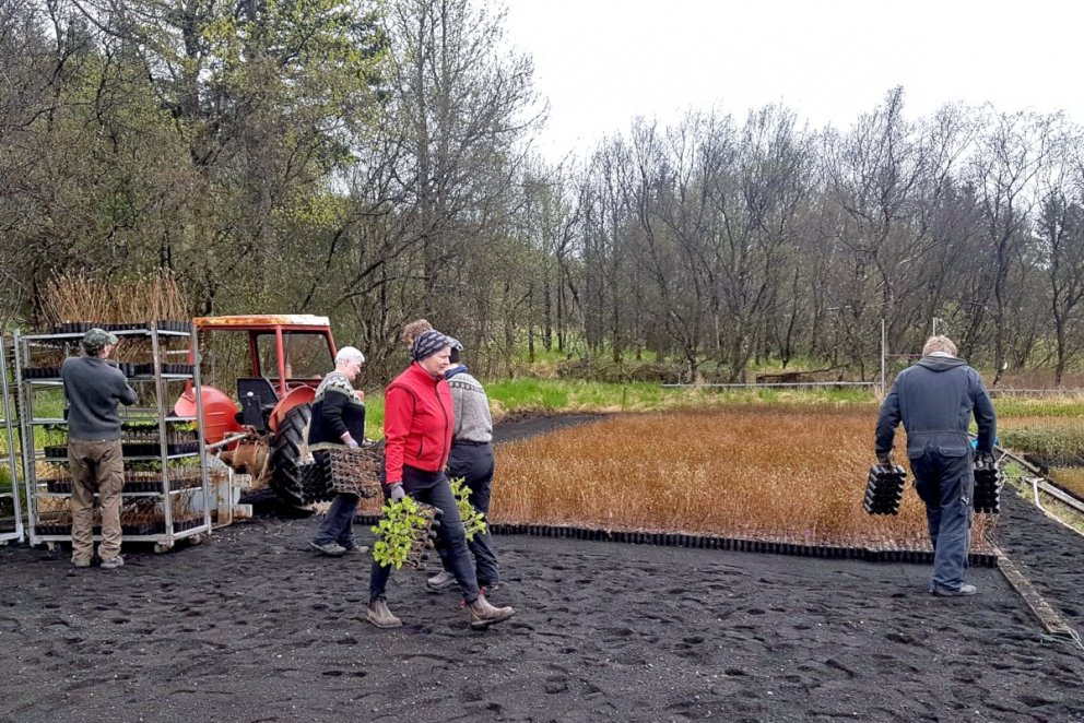 Plöntur bornar úr flutningsrekkum yfir í geymslureiti í plöntudreifingarstöð Skógræktarinnar á Tumas…