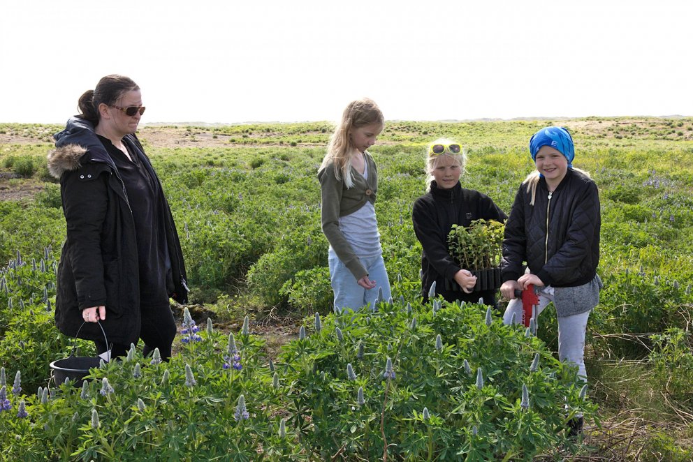 Nemendur úr Grunnskóla Þorlákshafnar ásamt kennara sínum við gróðursetningu á Hafnarsandi 31. maí 20…