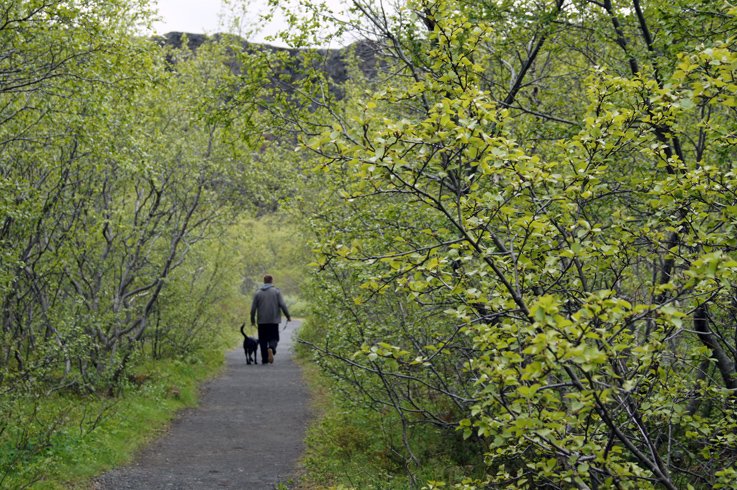 Skógurinn betri en
ræktin