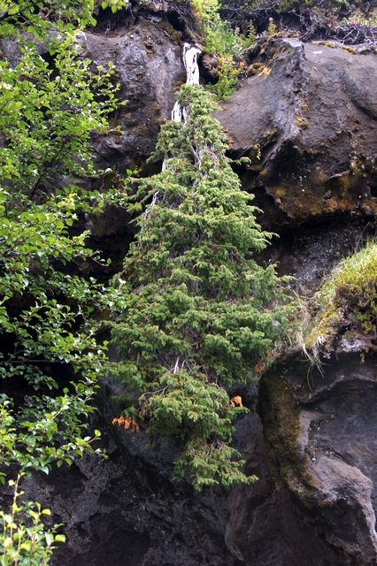 Einstakur einirunni í Þórsmörk