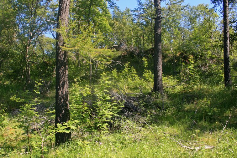 Skógrækt í græna
hagkerfinu