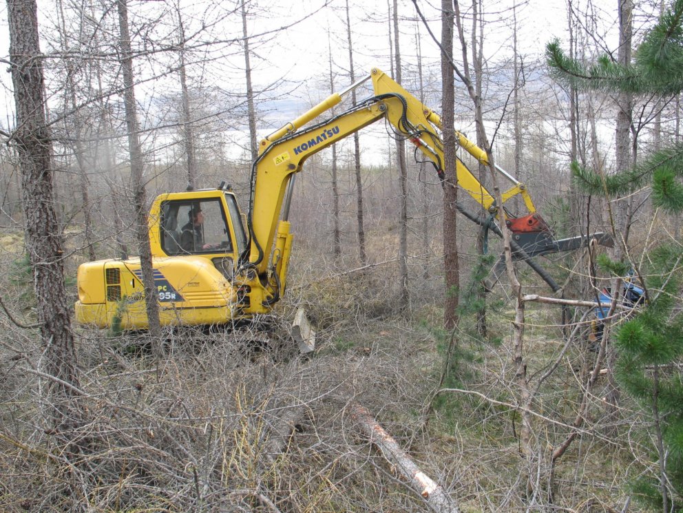 Grisjað á Hallormsstað
