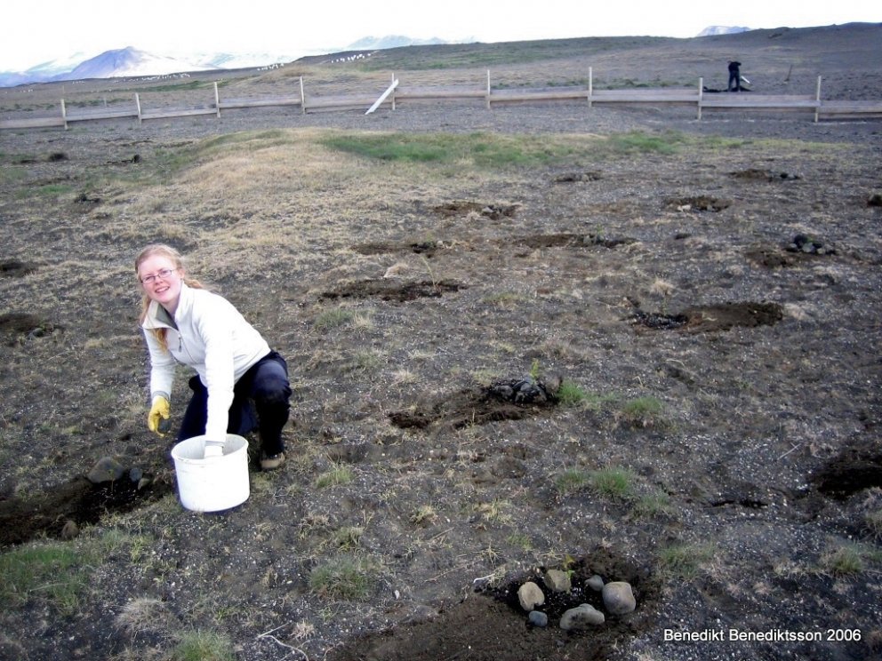 Auður Benediktsdóttir gróðursetur birki í sandinn árið 2006