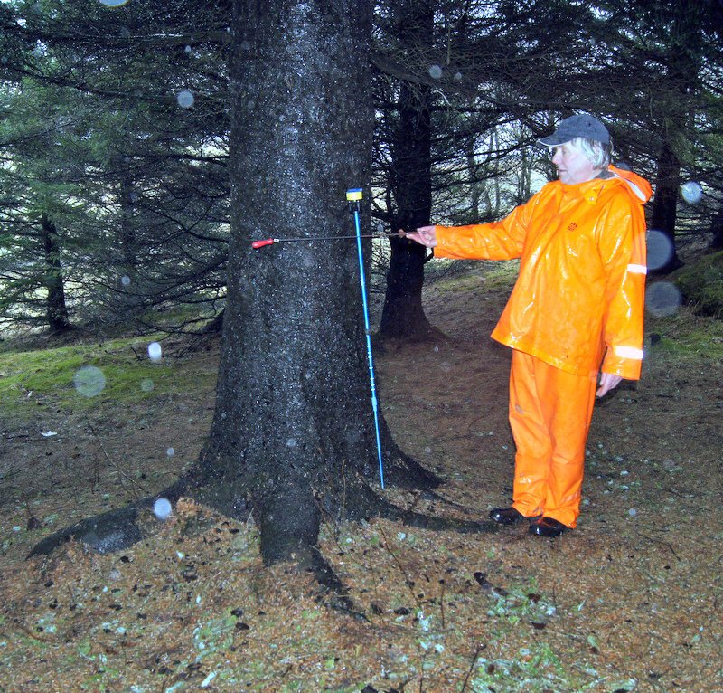 Fyrsta tréð á Íslandi til að rjúfa 25 metra múrinn