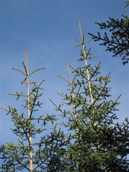 Esjudagurinn og fuglaskoðun í Vaglaskógi