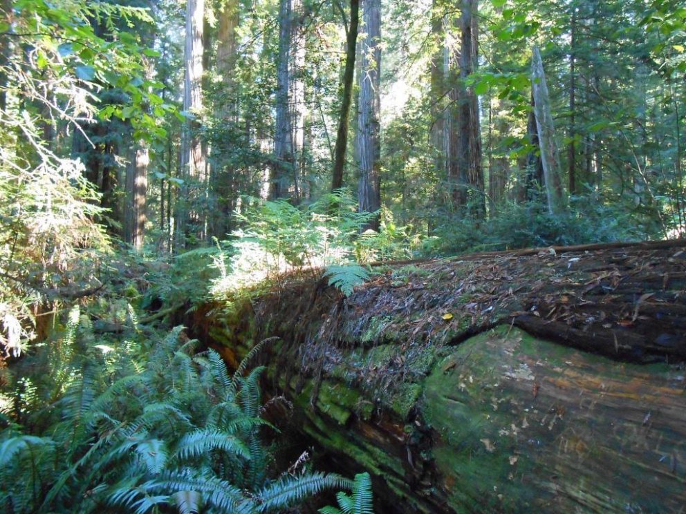 Strandrauðviður - hæsta tré veraldar