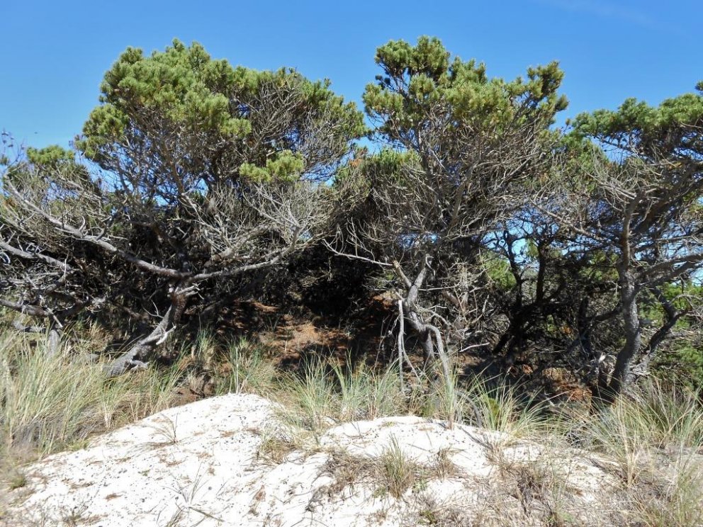 Strandfura í Oregon