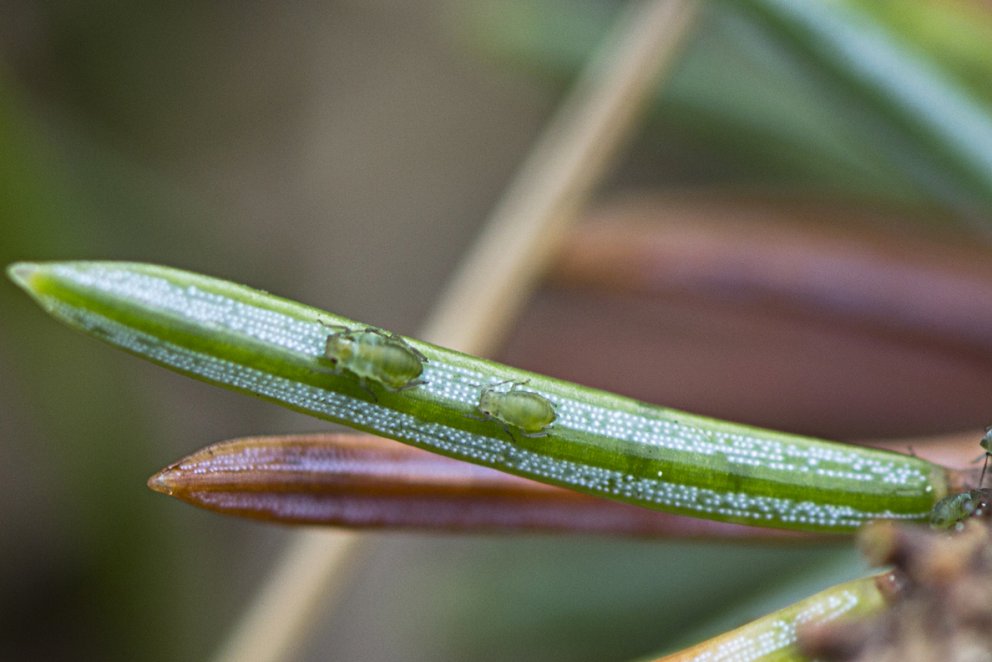 Sitkalús á höfuðborgarsvæðinu