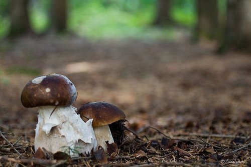 (mynd: Edda S. Oddsdóttir)