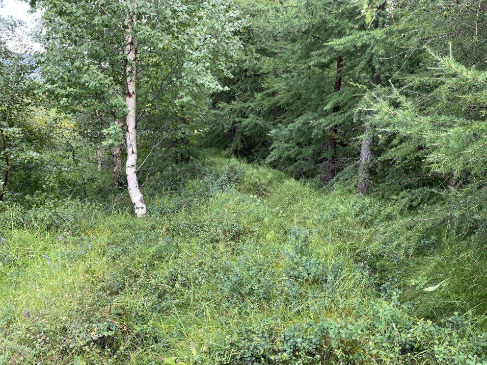 Í þessari rúmlega tvítugu TTS-herfingu sjást varla nokkur ummerki. Hér var áður rýr lyngmói. Mynd: Þ…