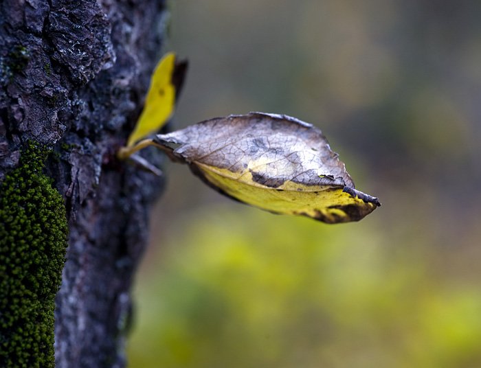 Landsýn, vísindaþing landbúnaðarins