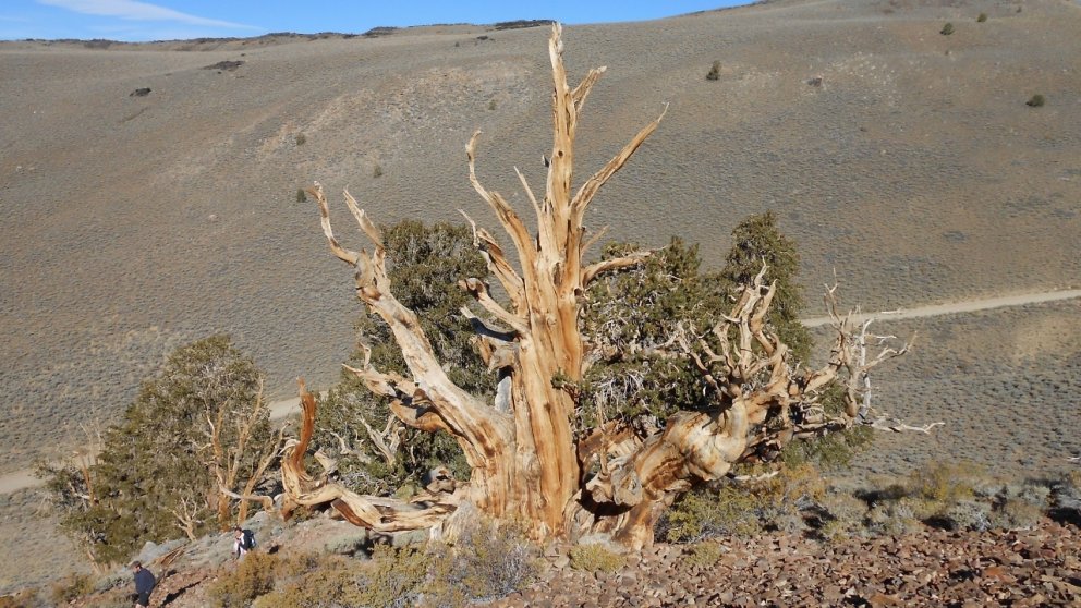 Elsta broddfura í heimi, ríflega 5.000 ára gömul. Mynd: Þröstur Eysteinsson.