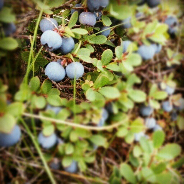 Sveppir og ber í þjóðskógunum