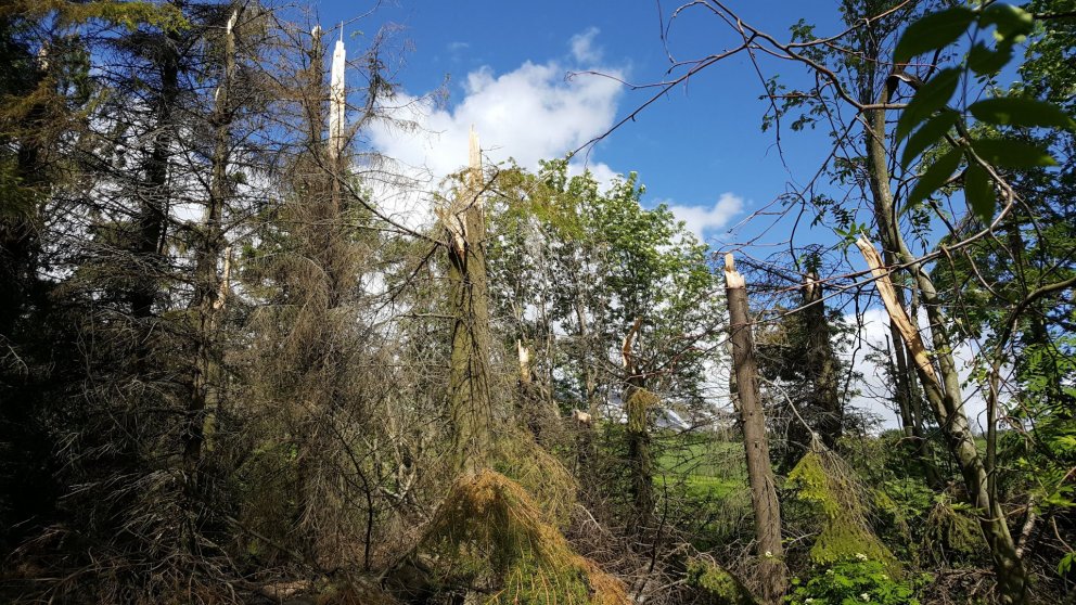 Rauðgreni í Grundarreit brotnaði ofan snjólínu í einhverju veðranna. Ljósmynd: Þröstur Eysteinsson