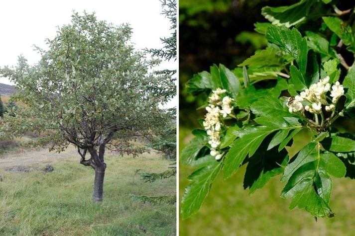 Silfurreynirinn í Þorskafirði ber þess merki að hafa þurft að þola margvíslega áraun veðraaflanna ár…