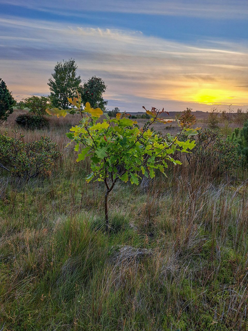 Þessi eik stendur keik þar sem fjölskyldan hófst handa í eyðimörkinni fyrir sextán árum. Ljósmynd: B…