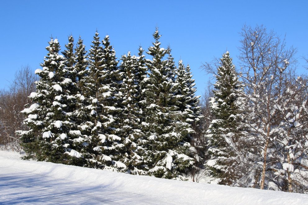 Íslenskur skógur að vetri. Ljósmynd: Pétur Halldórsson