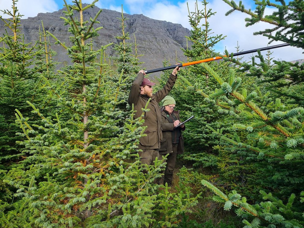 Aaron með mælistöngina og Hraundís skráir mæliniðurstöður í skóginum að Kvíindisfelli. Ljósmynd: Val…