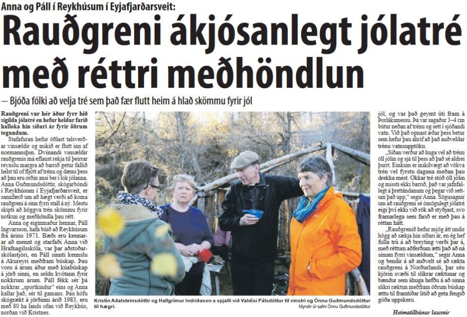 Að fá jólatréð sent heim rétt fyrir jól