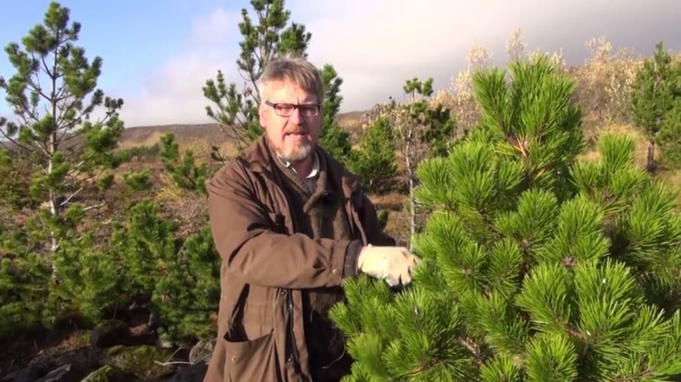 Aðalsteinn sýnir í myndbandinu hvernig stafafurukönglum er safnað og hvernig blanda má fræjunum sama…