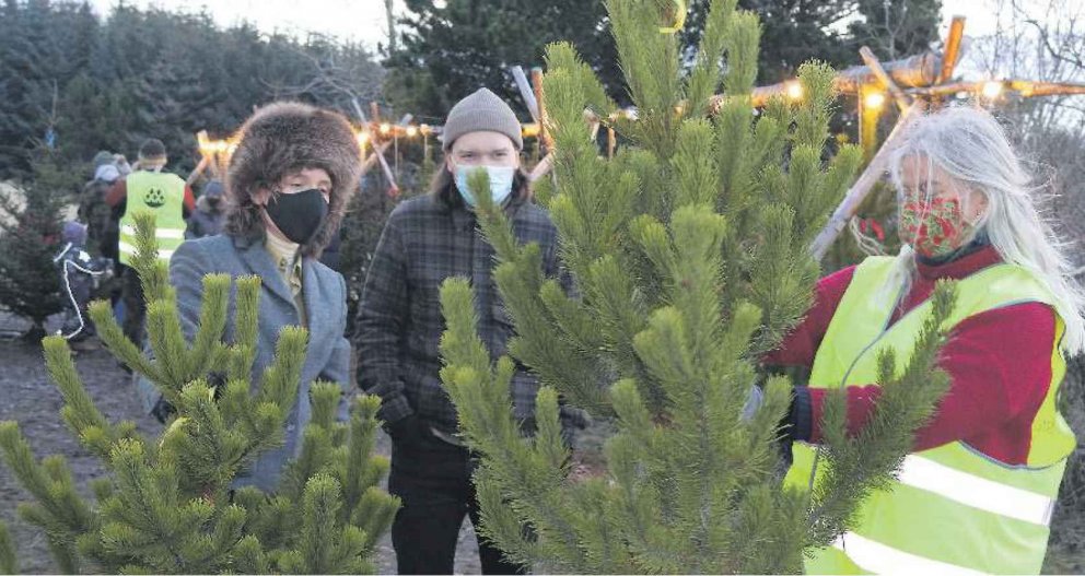 Jólamarkaður. Fólk hugar að kaupum á jólatrjám, en stafafura hefur lengi verið vinsælasta íslenska j…