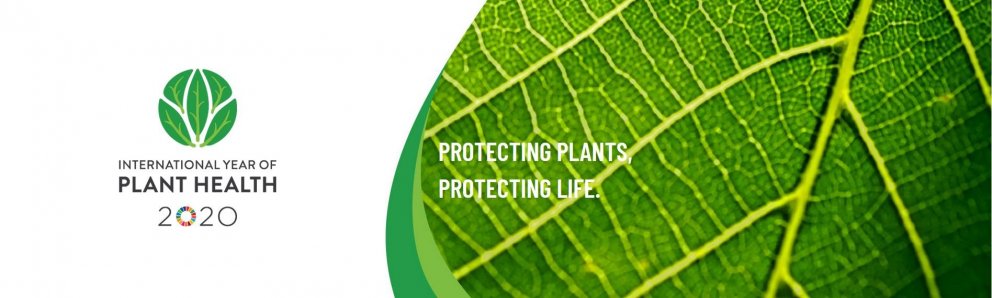 Ár plöntuheilsu er hafið