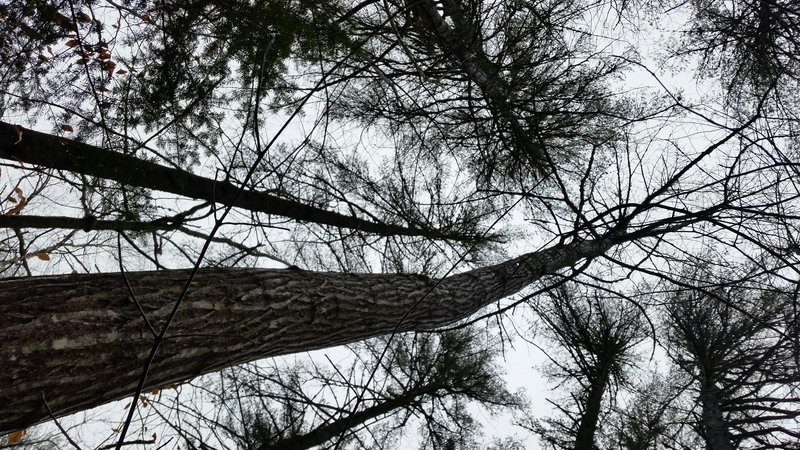 Hæsta tré af amerískri kastaníu sem vitað er um í Norður-Ameríku. Tréð er ríflega 35 metra hátt og f&hellip;