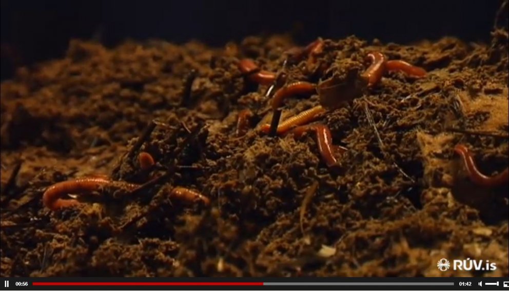 Ánamaðkar eru einn hlekkurinn