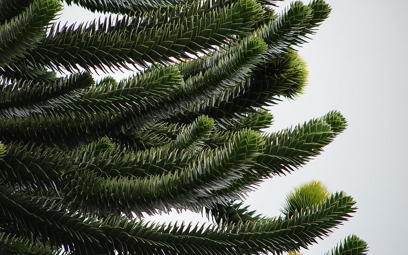 Apahrellir, Araucaria araucana, er sérstætt tré og talið meðal elstu trjátegunda sem enn þrífast á j…