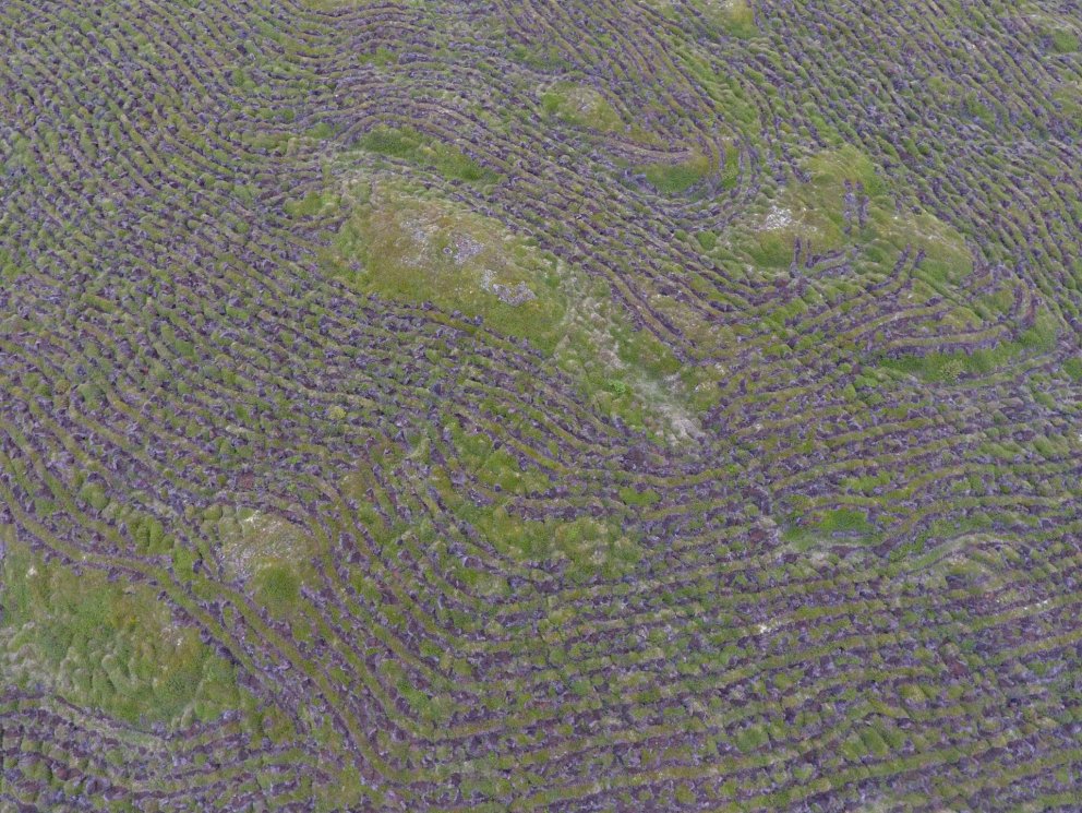 Vönduð jarðvinnsla í Árdal Kelduhverfi myndar sérstætt mynstur úr lofti. Ljósmynd: Guðríður Baldvins…