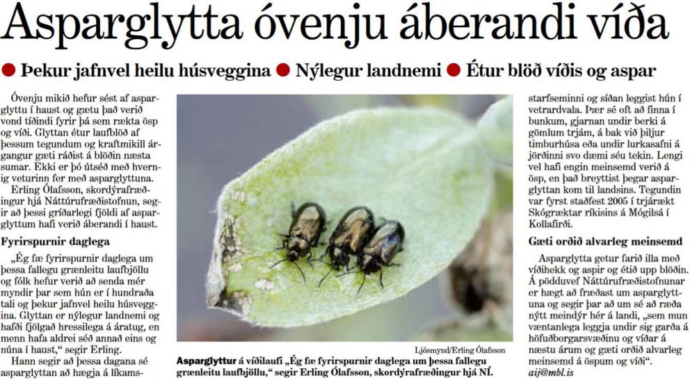Asparglytta óvenju áberandi víða