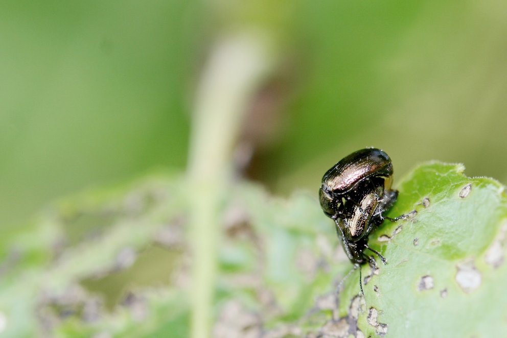 Asparglytta virðist nú vera að breiðast hratt út um landið. Hún herjar á tegundir af víðiætt, þar á …