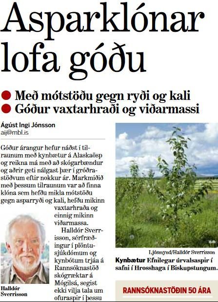 Asparklónar lofa góðu