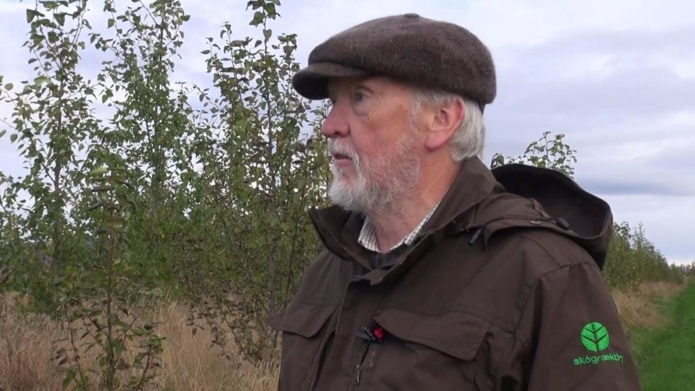 Halldór Sverrisson segir frá kynbótum á ösp gegn asparryði og til að finna vaxtarmikla klóna í nýju …