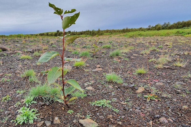 Asparstiklingar ræta sig vel með beinni stungu á sunnlenskum söndum þar sem er hlýtt og rakt. Ljósmy…