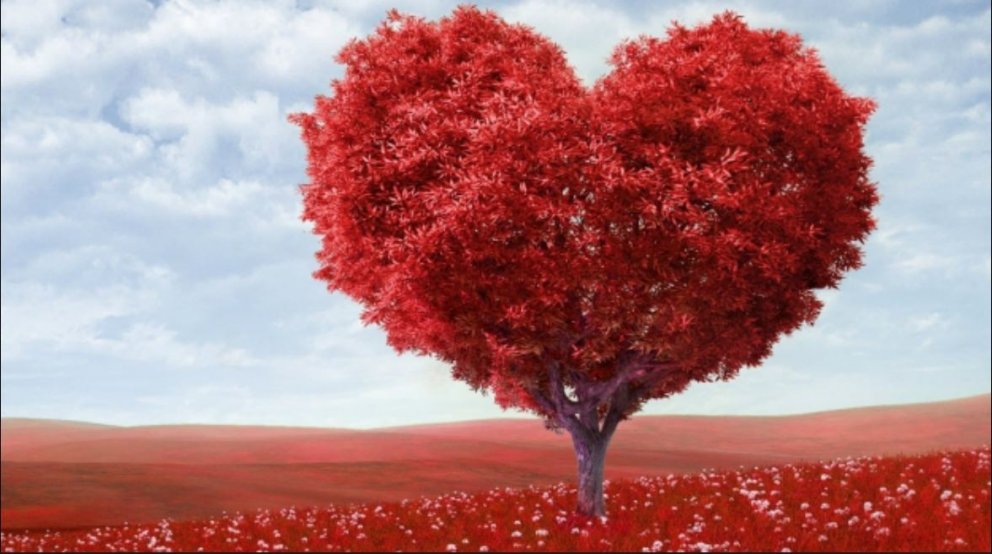 Vaglaskógur valinn fallegasti skógur landsins