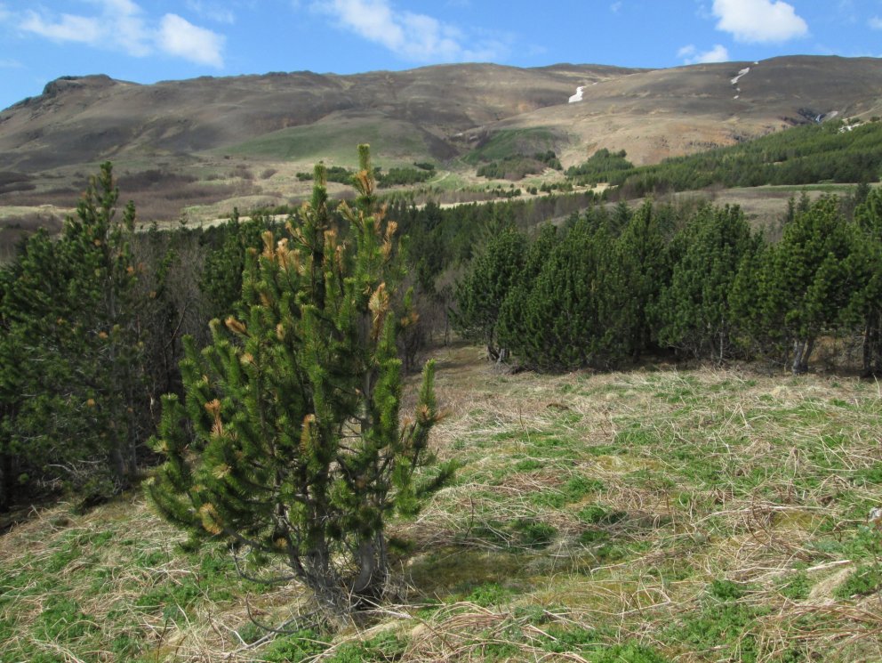Hvernig koma skógar undan vetri?