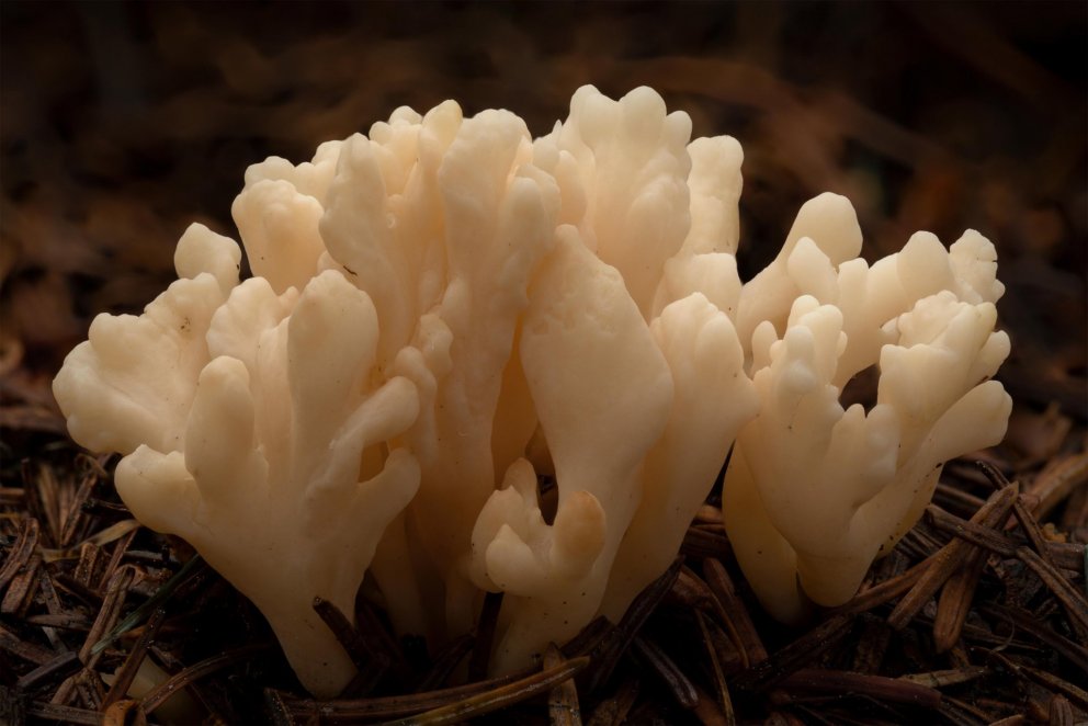 Sveppur janúarmánaðar 2021 á dagatali Skógræktarinnar er barrvöndur (Clavulina rugosa). Ljósmyndarin…