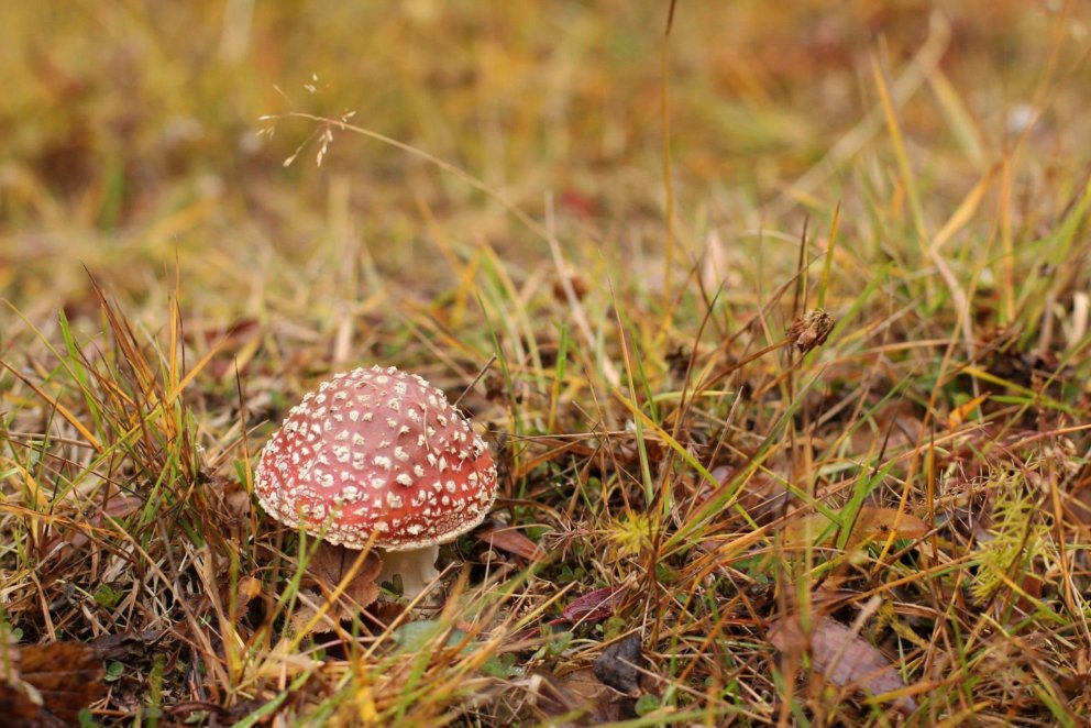 Gott er að kunna góð skil á þeim sveppum sem vaxa úti í náttúrunni og vita hverja skuli láta í friði…