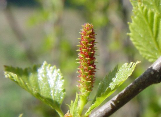 Heilnæmt birkisíróp á Austurlandi