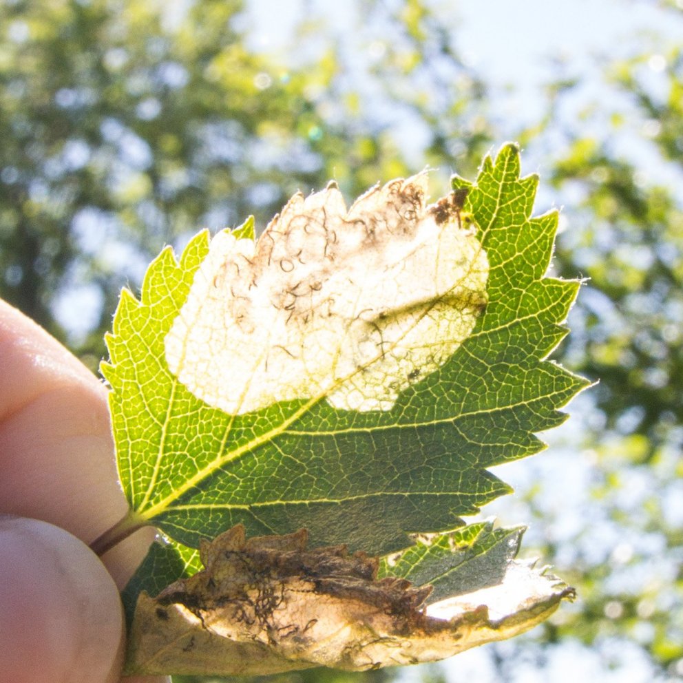 Birkikemba í birkilaufblaði. Ljósmynd: Edda S. Oddsdóttir
