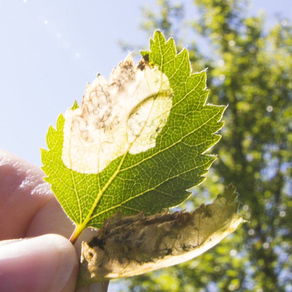 Trén brún af birkikembunni