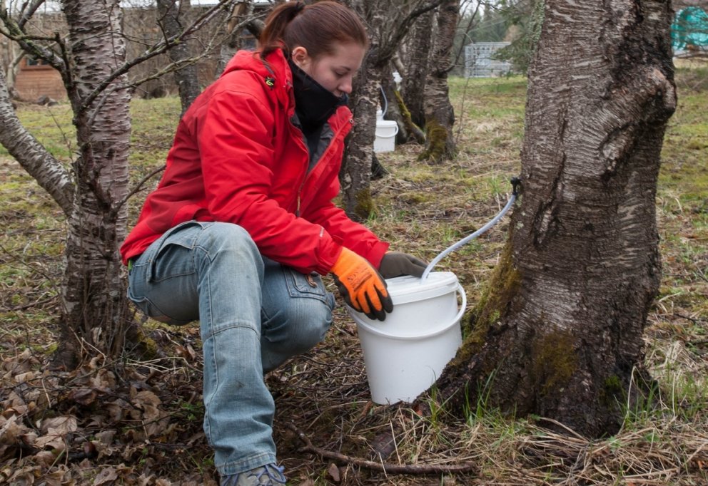 Verðmæt efni úr íslensku birki
