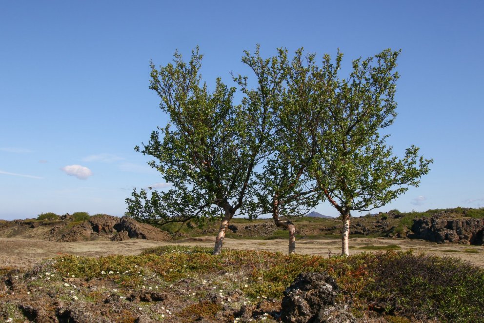 Birkiþrenning á Mývatnsöræfum. Ljósmynd: Pétur Halldórsson