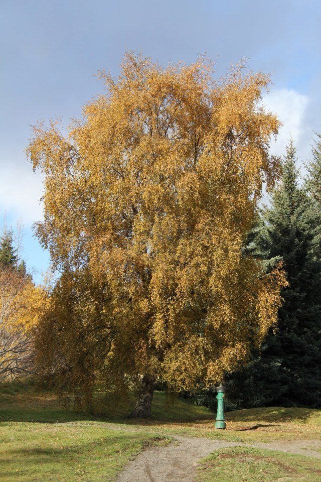 Myndarleg ilmbjörk í Kjarnaskógi, sést í grenitré í baksýn beggja vegna. Björkin fyllir út í stóran &hellip;