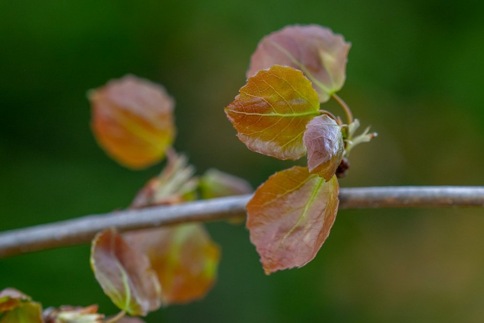 Lauf blæaspar eru rauðbrún í byrjun og því sker tegundin sig gjarnan frá öðrum tegundum í sumarbyrju…