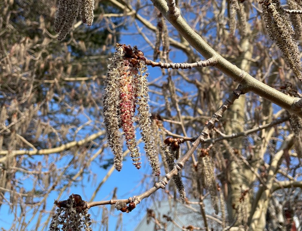 Sjaldséð blómgun á blæösp á Íslandi á tré við Laugavelli 11 á Egilsstöðum. Ljósmynd: Þröstur Eystein…