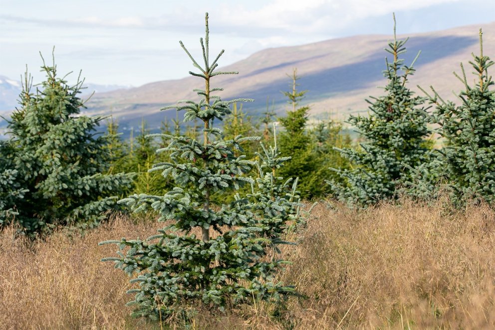 Blágreni í eyfirskum skógi. Rauðgreni fjær. Ljósmynd: Pétur Halldórsson